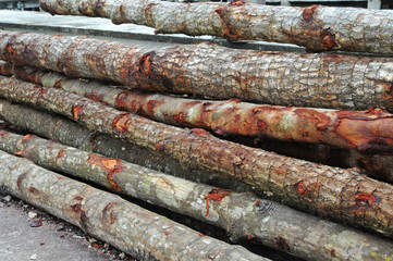 Trunks Of Mangrove Trees Used For Piling Work