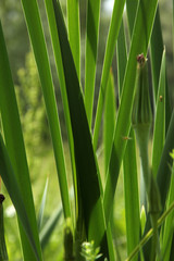 reed
