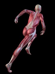 weibliches Muskelsystem - Modell