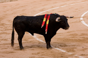 Toro con banderillas