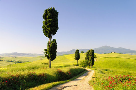 Podere Terrapille 08