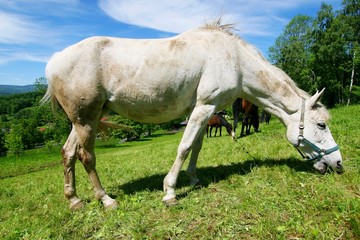 Obraz na płótnie Canvas white horse