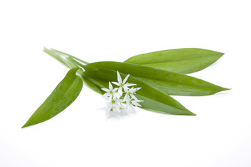 Allium ursinum- Bärlauch