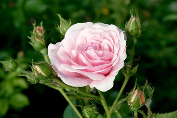 pink roses on bush