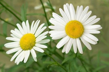 Obraz premium Flowers camomiles