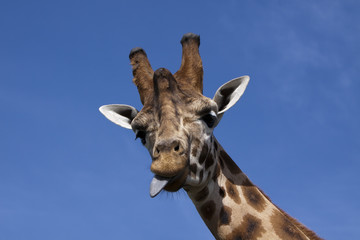 Giraffe sticking its tongue out