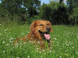 Golden Retriever im Gras