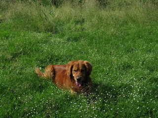 Golden Retriever auf der Wiese