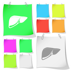 Liver. Vector note papers.