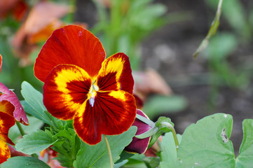 Viola