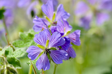 Wilde Blumen