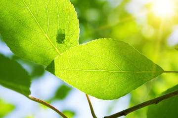 Green leaves with sun ray