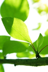 Green leaves with sun ray