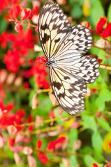 beautiful butterfly on flower