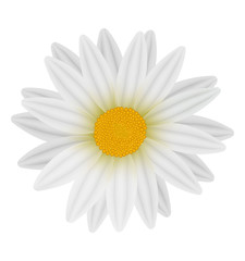 Beautiful white daisy isolated on white. Vector.