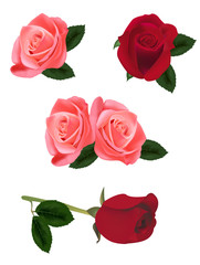 Beautiful pink and red roses. Vector.