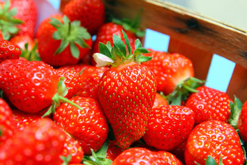 Panier garni de fraises