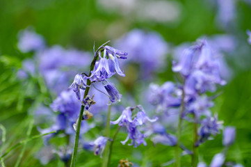 Голубые колокольчики