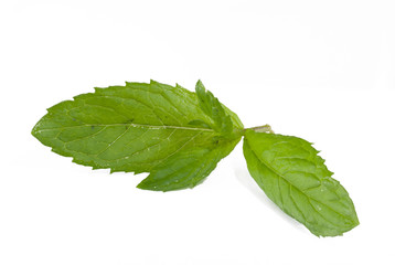 mint leaves
