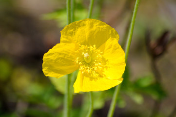 Gelbe Mohn