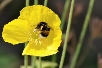 Gelbe Mohn