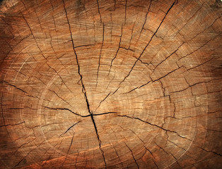 Obraz premium tło pnia drzewa
