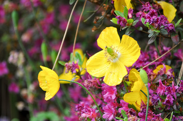 Wilde Blumen