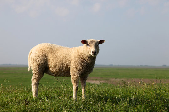 Schaf auf einer grünen Wiese - Deich sheep meadow