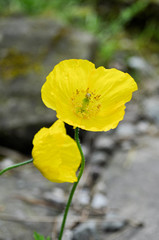 Obraz premium Gelbe Mohn