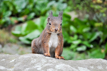 Eichhörnchen