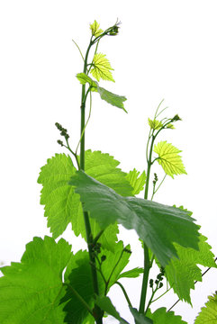 Wein im Fr&uuml;hling