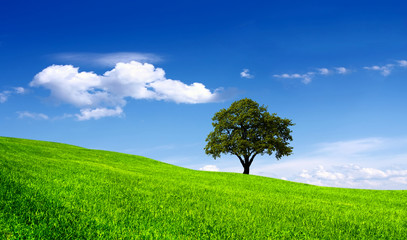 Fototapeta na wymiar Green tree in a field on blue sky