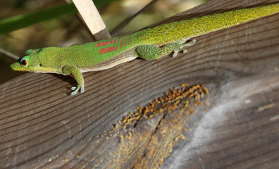 lézard vert endémique de la Réunion