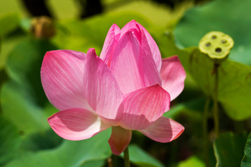 Naklejka premium Pink Lotus