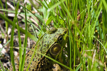 Frog climbing up a riverbank