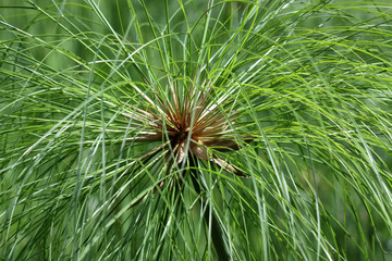 cyp&eacute;rus papyrus