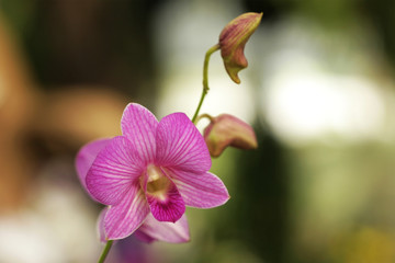 Pink Flowers Orchid