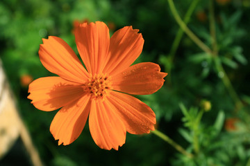 Mexican Aster Flower