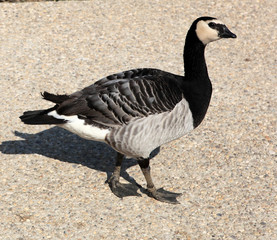 oie bernache du canada