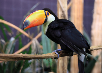 regard du toucan toco