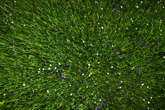 Grass