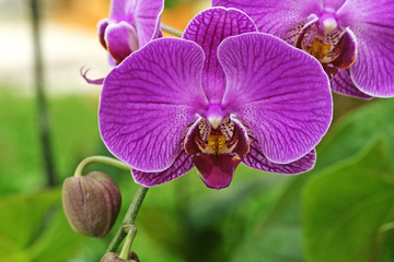 Purple Flowers Orchid