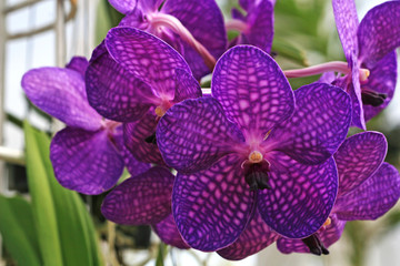 Purple Flowers Orchid