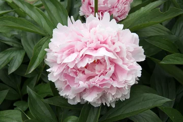 Papier peint photo Pivoines Pivoine  © L.Bouvier