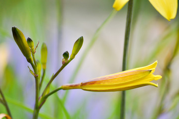 Fototapeta premium Lilia