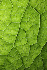 Green leaf macro texture