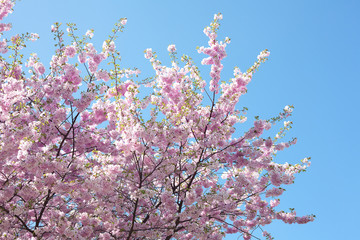 sakura against the blue sky