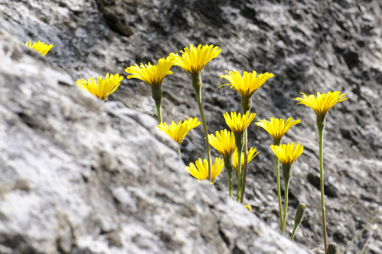 Fototapeta Felsenblumen