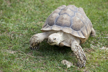 Obraz premium tortue de terre
