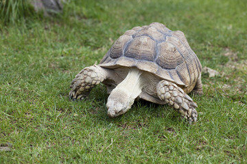 tortue de terre